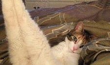 爆料猫咪丑照视频下载,这是哪位喵星人如此“自信”？